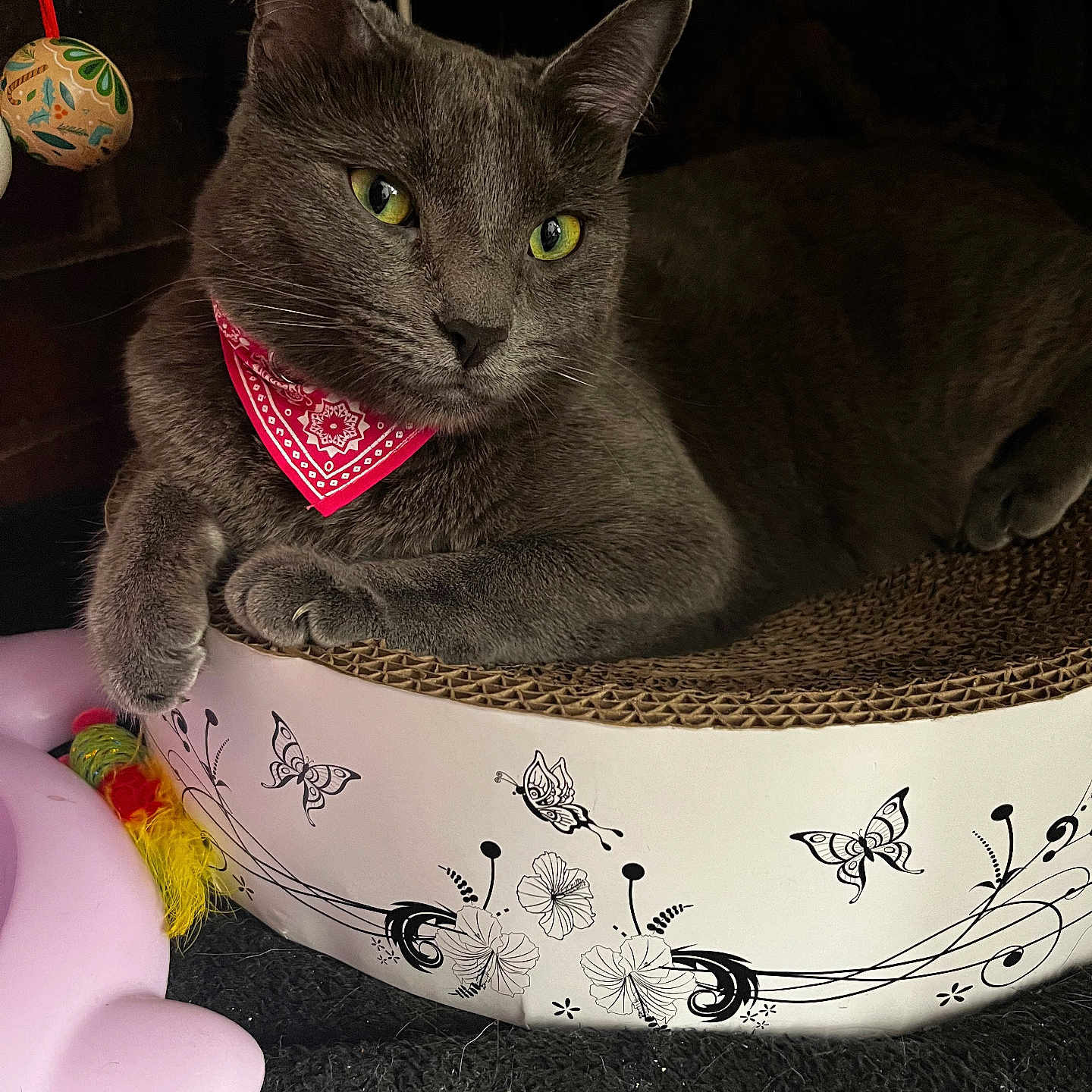 Nala participe au concours pour gagner de l'argent avec cette photo : abyssinian, accessories, animal, ball, bandana, basket, bowl, cat, egyptiancat, football, furniture, headband, homedecor, kitten, manx, pet, soccer, soccerball, sphere, sport