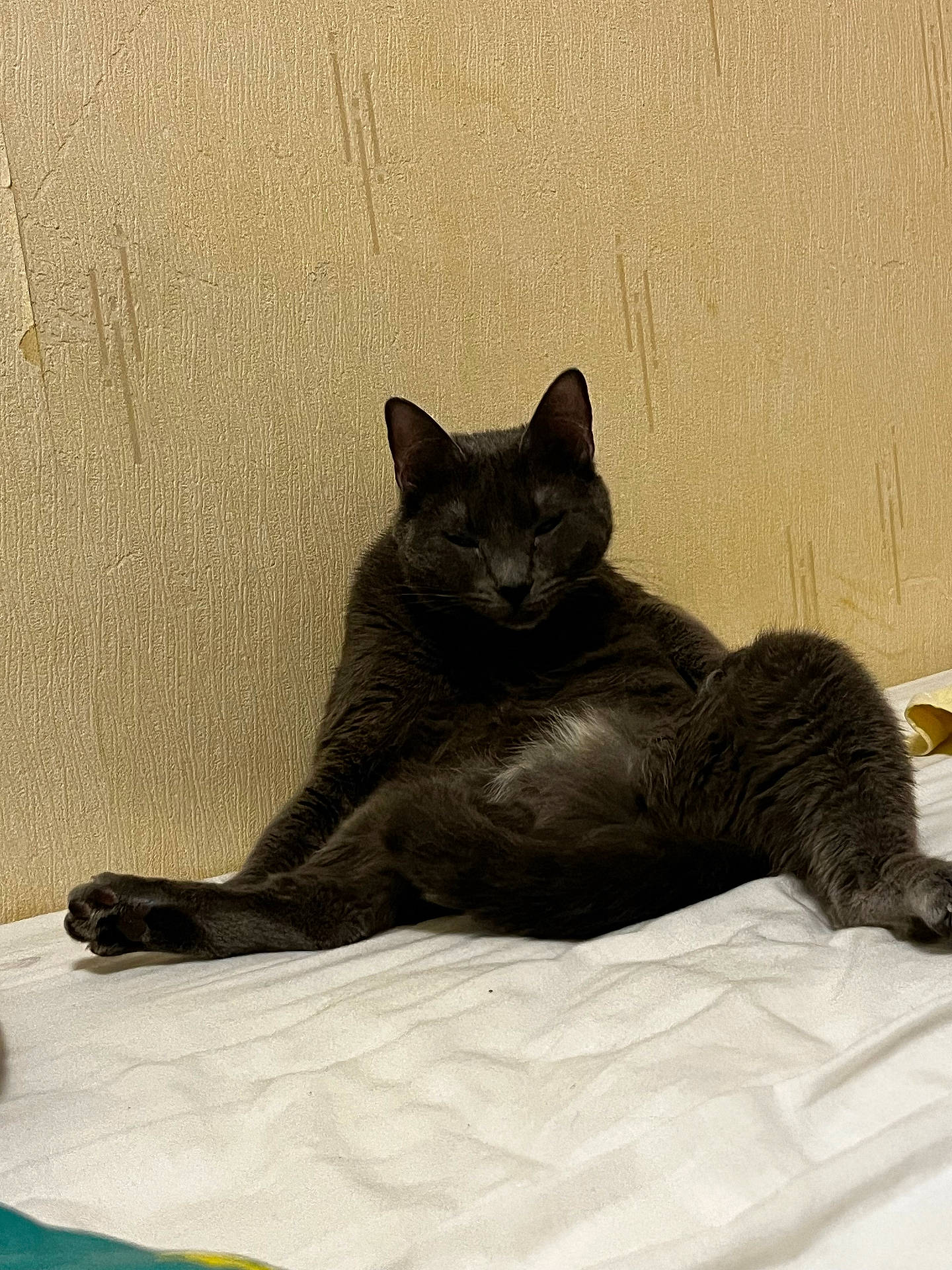 Nala participe au concours pour gagner de l'argent avec cette photo : abyssinian, animal, bed, bedroom, blackcat, blanket, cat, furniture, indoors, kitten, manx, pet, room, siamese