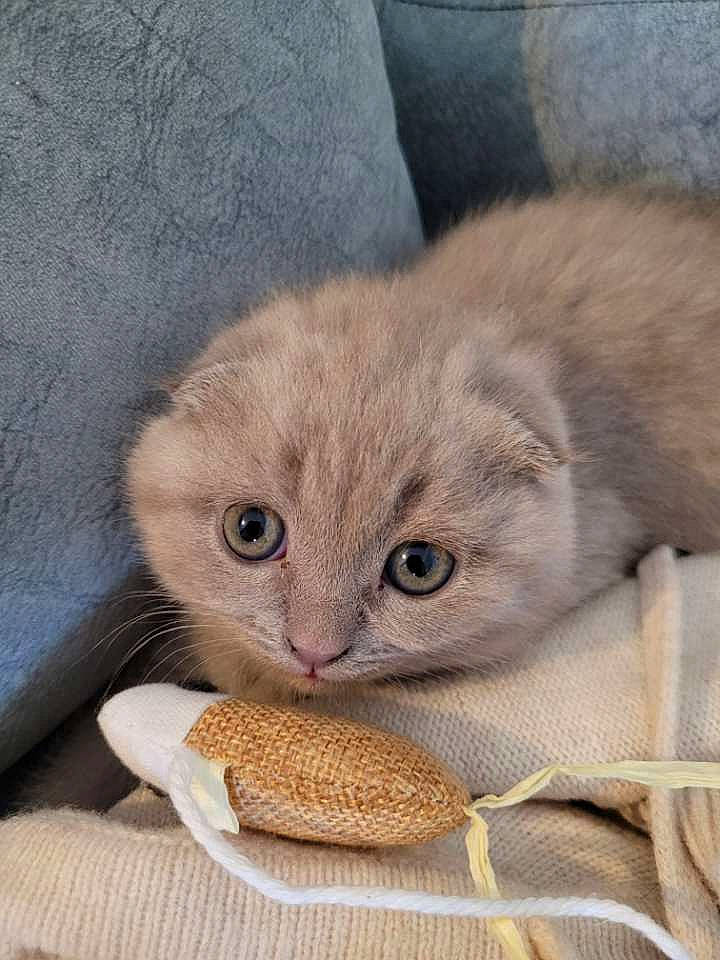 Lisa a rejoint le concours — aidez-le/la à gagner de superbes lots ! carnivore, cat, cat_supply, comfort, domestic_short_haired_cat, fawn, felidae, fur, grey, paw, pet_supply, small_to_medium_sized_cats, snout, terrestrial_animal, whiskers, wood