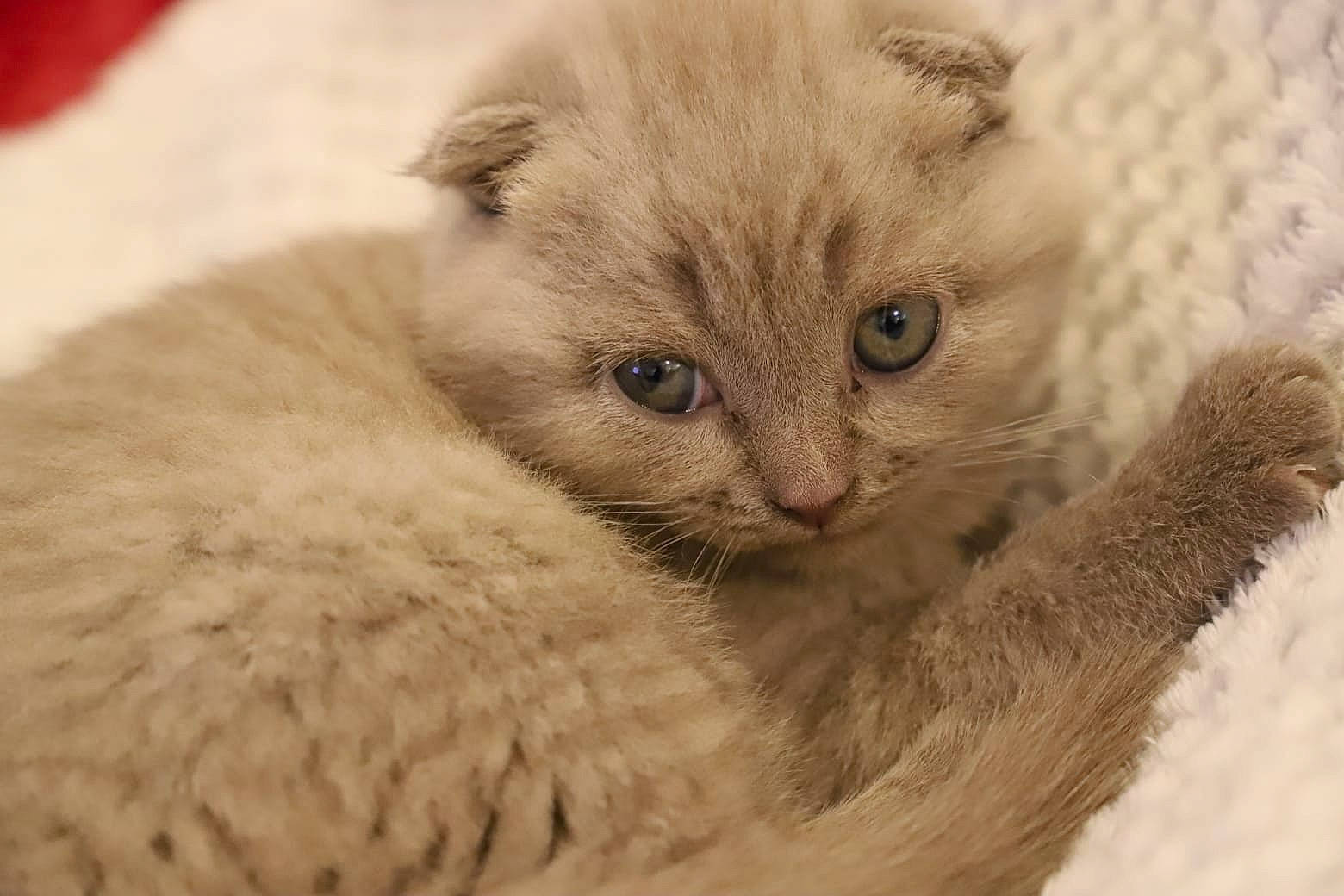 Lisa a rejoint le concours — aidez-le/la à gagner de superbes lots ! carnivore, cat, claw, close_up, domestic_short_haired_cat, fawn, felidae, fur, paw, small_to_medium_sized_cats, snout, terrestrial_animal, whiskers