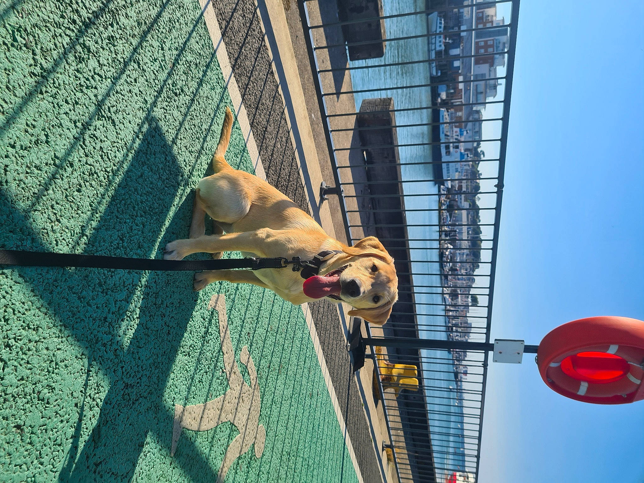 Elsie joined the competition — help win amazing prizes! ball, building, companion_dog, dog, dog_breed, elbow, facade, fawn, leisure, line, metal, shadow, sky, sphere, sporting_group, street_light, tail, window, wire