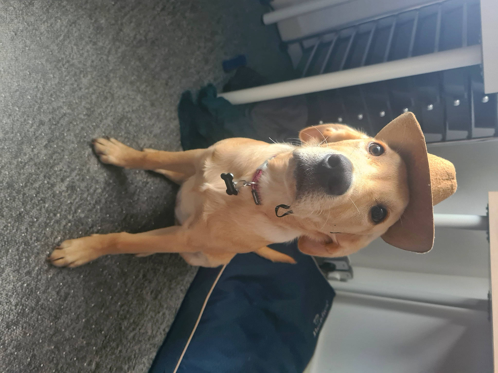 Elsie joined the competition — help win amazing prizes! carnivore, collar, companion_dog, computer_keyboard, dog, dog_breed, dog_collar, dog_supply, fawn, flooring, fur, guard_dog, paw, pet_supply, puppy, selfie, tail, vertebrate, whiskers, working_animal