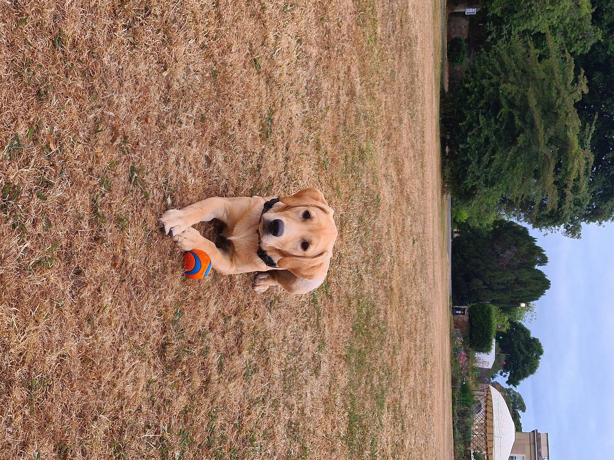 Elsie is registered to the contest to win money with this photo: art, carnivore, companion_dog, dog_breed, fawn, fun, grass, landscape, leisure, plant, recreation, sky, snout, stuffed_toy, teddy_bear, terrestrial_animal, toy, tree, trunk, wood