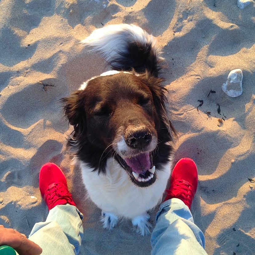 Eden a rejoint le concours — aidez-le/la à gagner de superbes lots ! dog, beach, sand, red_shoes, person, legs, joyful, sunlight, shadow, black_and_white_dog, outdoor, pet, canine, smiling, casual_clothing, footwear, summer, daytime, animal, happy