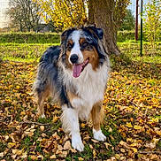 Sparrow participe au concours pour gagner de l'argent avec cette photo : dog, australian_shepherd, autumn, leaves, tree, outdoor, grass, sunlight, fence, nature, canine, pet, tongue_out, happy, animal, fall, park, mammal, fur, daytime