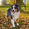 dog, australian_shepherd, autumn, leaves, tree, outdoor, grass, sunlight, fence, nature, canine, pet, tongue_out, happy, animal, fall, park, mammal, fur, daytime
