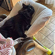 Marcou participe au concours pour gagner de l'argent avec cette photo : cat, black_cat, indoor, baby_chair, cushion, floor_tiles, radiator, curtains, light, furniture, pet, animal, relaxing, cozy, looking_away, fur, whiskers, claws, home, comfort