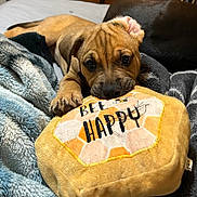 Daisy is registered to the contest to win money with this photo: adorable, animal, bedroom, blanket, brown, closeup, comfort, cozy, cute, dog, indoor, pet, playful, plush, puppy, resting, snuggle, soft, toy, young