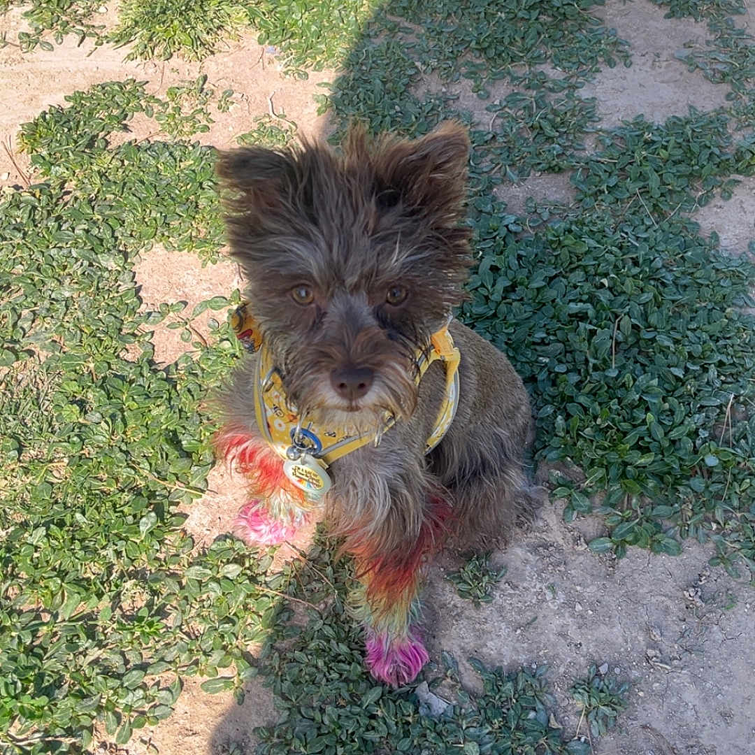 Charlie is registered to the contest to win money with this photo: accessories, affenpinscher, animal, canine, dog, grass, herbal, herbs, lawn, nature, outdoors, path, pet, plant, puppy, soil, terrier, vegetation, whitedog, yard