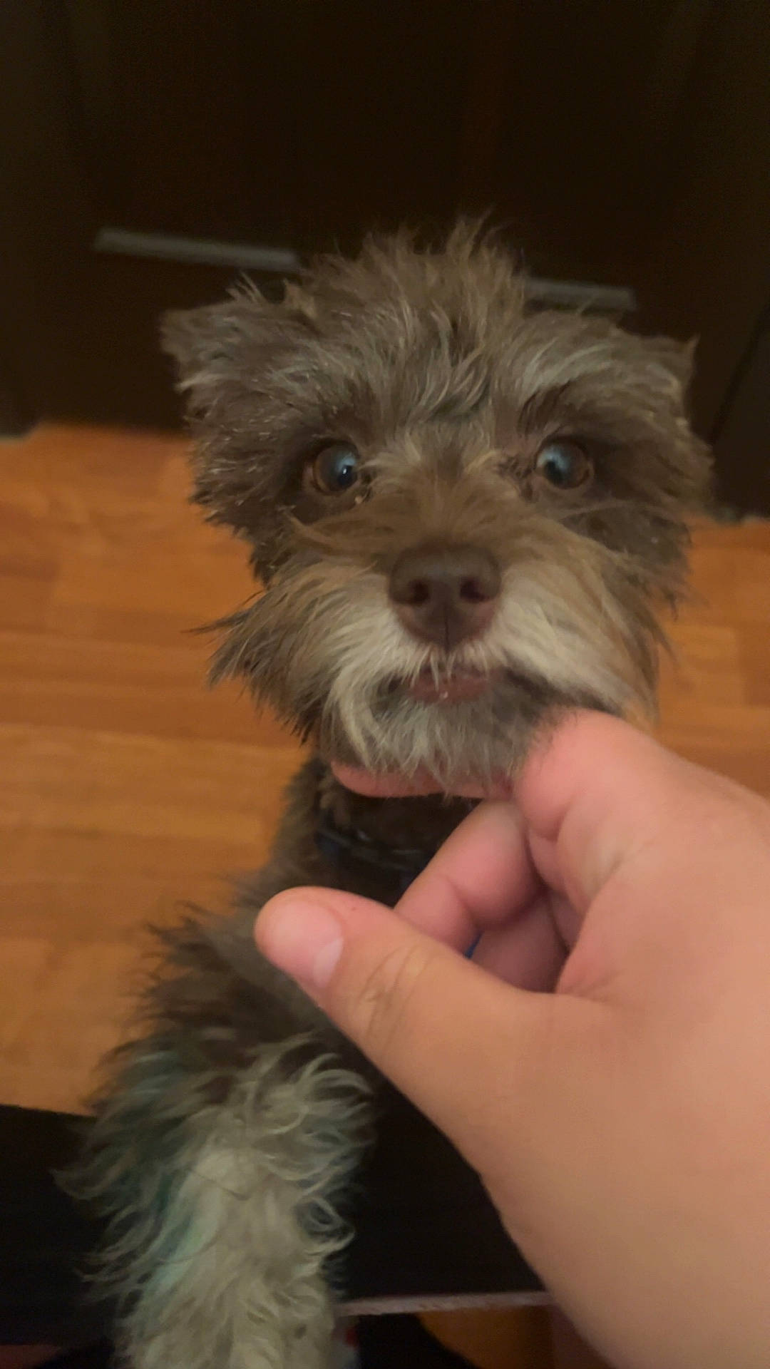 affenpinscher, animal, baby, bodypart, canine, dog, finger, hand, hardwood, person, pet, plywood, poodle, puppy, terrier, wood, wrist