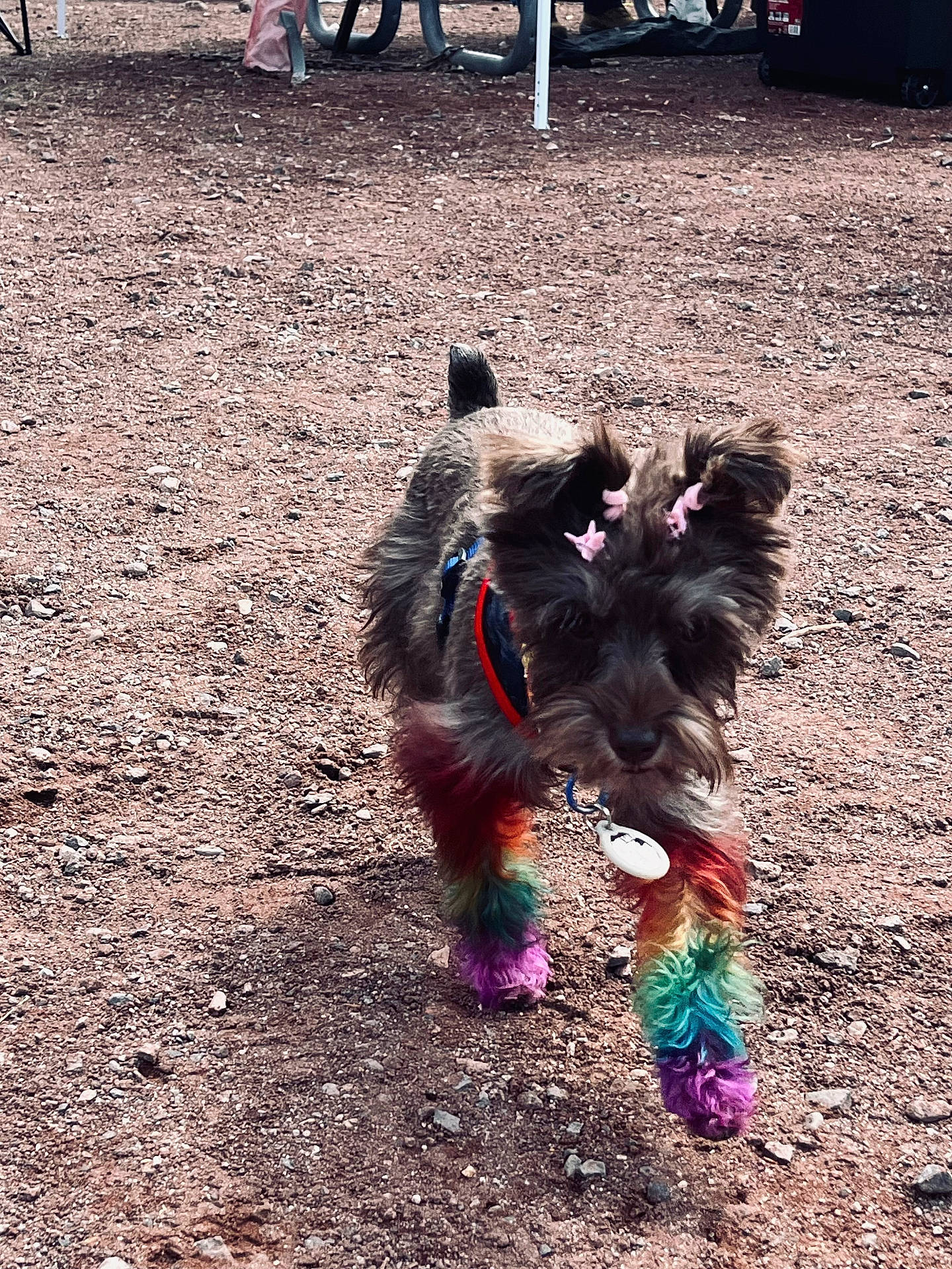 accessories, affenpinscher, airedale, animal, canine, dog, grass, machine, nature, outdoors, person, pet, plant, puppy, soil, strap, terrier, tree, vegetation, wheel