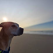 Ramses joined the competition — help win amazing prizes! dog, beach, sunset, harness, sky, sea, animal, outdoor, profile, calm, nature, water, sun, canine, pet, vacation, scenic, evening, coast, landscape