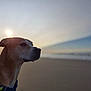 dog, beach, sunset, harness, sky, sea, animal, outdoor, profile, calm, nature, water, sun, canine, pet, vacation, scenic, evening, coast, landscape