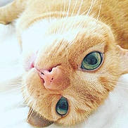 Lucy is registered to the contest to win money with this photo: cat, ginger_cat, close_up, green_eyes, whiskers, pink_nose, pet, feline, cute, lying_down, indoor, soft_light, cozy, animal, mammal, sleepy, relaxed, fur, portrait, domestic_cat
