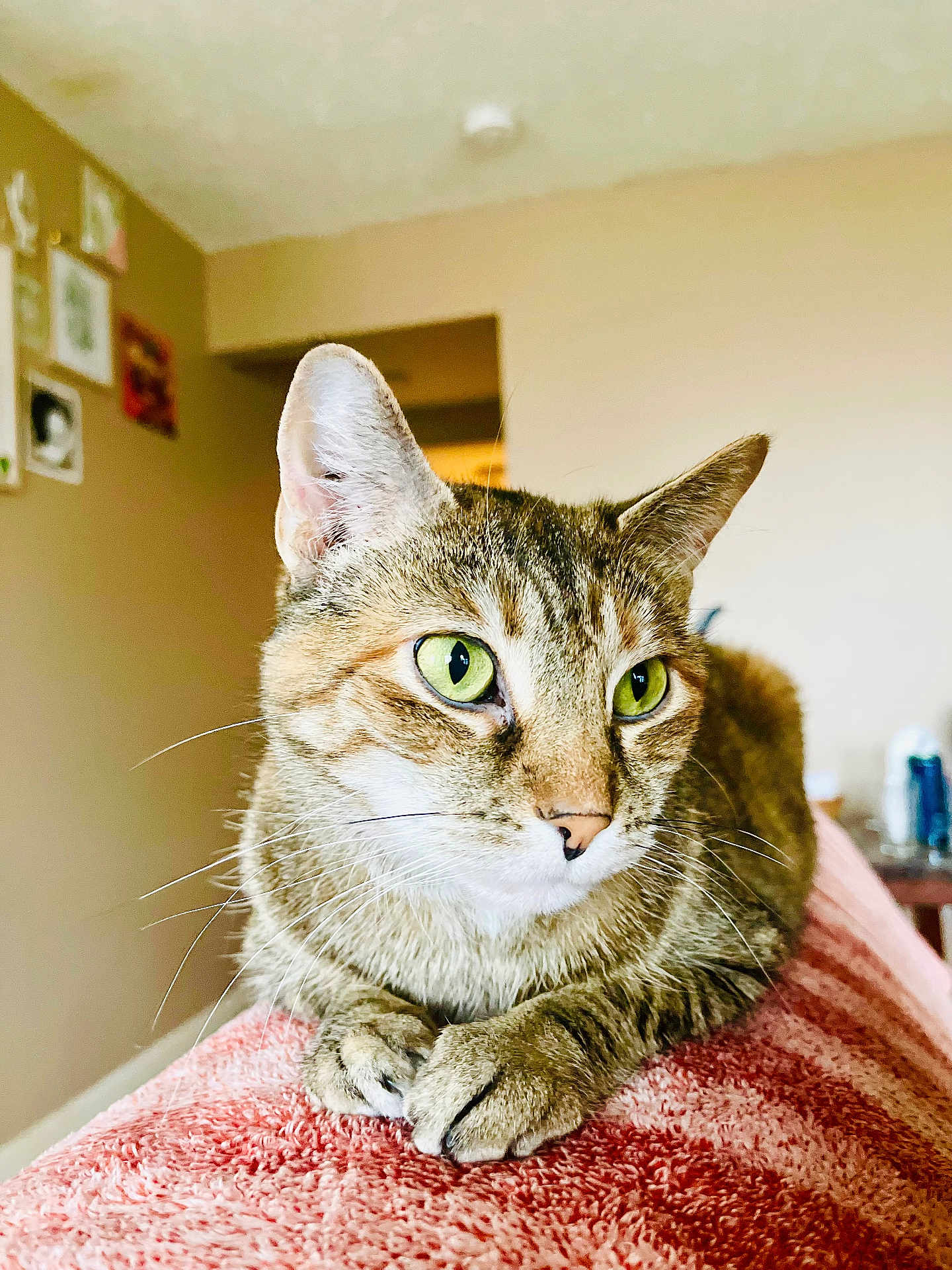 Katya joined the competition — help win amazing prizes! cat, tabby_cat, green_eyes, close_up, pet, indoor, lounging, feline, whiskers, pink_surface, cozy, home, animal, portrait, relaxed, fur, claws, ears, domestic_cat, household