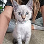 kitten, cat, blue_eyes, pet, indoor, person, long_hair, floor, sitting, curious, young_cat, collar, paw, casual_clothing, home, cute, animal, feline, close_up, portrait
