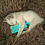 kitten, sleeping, toy, stuffed_animal, blue, brown, blanket, fluffy, cute, animal, pet, resting, snuggling, fur, indoor, cozy, peaceful, young, small, adorable