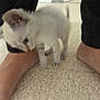 June a rejoint le concours — aidez-le/la à gagner de superbes lots ! kitten, cat, foot, barefoot, floor, person, legs, indoor, pet, animal, curious, white_cat, small, feline, playful, blur, domestic, young, cute, sniffing