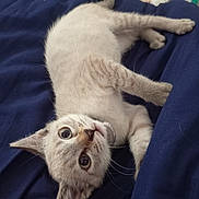 June participe au concours pour gagner de l'argent avec cette photo : kitten, cat, pet, animal, cute, lying_down, blue_blanket, fur, whiskers, collar, indoor, young, playful, looking_up, small, domestic_cat, tabby, feline, resting, wide_eyes