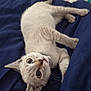 kitten, cat, pet, animal, cute, lying_down, blue_blanket, fur, whiskers, collar, indoor, young, playful, looking_up, small, domestic_cat, tabby, feline, resting, wide_eyes