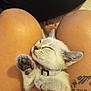 June participe au concours pour gagner de l'argent avec cette photo : kitten, cat, pet, paw, collar, human_hand, tattoo, legs, skin, pink_shorts, indoor, close_up, cute, playful, relaxed, feline, touch, domestic_animal, resting, affection