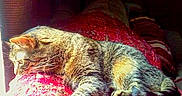 Skittles joined the competition — help win amazing prizes! cat, sleeping, tabby, striped_fur, pet, animal, blanket, bed, indoors, cozy, nap, resting, closed_eyes, whiskers, paws, tail, red_blanket, paw_prints, date_text, text_overlay
