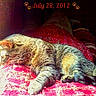 cat, sleeping, tabby, striped_fur, pet, animal, blanket, bed, indoors, cozy, nap, resting, closed_eyes, whiskers, paws, tail, red_blanket, paw_prints, date_text, text_overlay