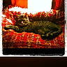 Skittles joined the competition — help win amazing prizes! cat, tabby_cat, pet, animal, lying_down, lounging, sleepy, relaxed, blanket, red_blanket, couch, indoor, window, backlit, vintage, framed_photo, portrait, whiskers, striped_fur, home_decor