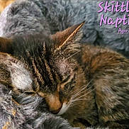 Skittles joined the competition — help win amazing prizes! cat, cats, tabby_cat, sleeping, napping, cozy, blanket, furry, pet, indoor, close_up, resting, relaxed, cuddling, animal, whiskers, ears, brown_cat, gray_cat, text_overlay