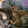 cat, cats, tabby_cat, sleeping, napping, cozy, blanket, furry, pet, indoor, close_up, resting, relaxed, cuddling, animal, whiskers, ears, brown_cat, gray_cat, text_overlay