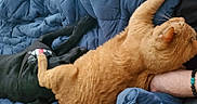Eddie joined the competition — help win amazing prizes! black_dog, orange_cat, bed, blue_quilt, pet, sleeping, snuggling, cozy, paw, fur, domestic_animal, resting, companion, animal_love, blanket, indoor, human_arm, bracelet, relaxation, cute