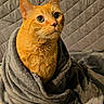 cat, orange_cat, pet, animal, blanket, cozy, indoor, quilted_background, fur, whiskers, portrait, cute, soft_texture, wrapped, feline, looking_up, eyes, ears, resting, warm