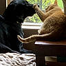 Eddie joined the competition — help win amazing prizes! dog, cat, window, table, paw, nose, indoor, pet, black_dog, orange_cat, furniture, blanket, sunlight, greenery, touching, animal_interaction, cozy, relaxed, domestic, friendship