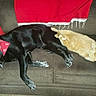 Eddie is registered to the contest to win money with this photo: dog, cat, couch, pillow, red_bandana, red_throw, brown_couch, pet, sleeping, resting, indoor, furniture, home, animal, companion, relaxation, orange_cat, black_dog, cozy, nap