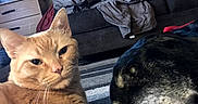 Ceasar joined the competition — help win amazing prizes! cat, dog, indoor, living_room, carpet, furniture, couch, pet, animal, resting, close_up, orange_cat, black_dog, relaxed, domestic, cozy, home, companion, laying_down, casual
