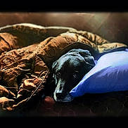 Ceasar joined the competition — help win amazing prizes! dog, blanket, pillow, indoor, resting, cozy, black_dog, bed, comfort, fur, animal, pet, sleepy, canine, couch, warm, relaxed, domestic_animal, furniture, quiet