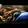 dog, black_dog, blanket, pillow, resting, cozy, indoor, pet, fur, snuggled, comfort, brown, blue, portrait, sleepy, cute, animal, domestic_animal, relaxation, soft_light