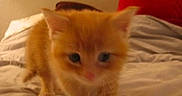 Oliver is registered to the contest to win money with this photo: animal, bed, blanket, cozy, curious, cute, domestic, feline, fur, fuzzy, indoor, kitten, orange_cat, pet, pillow, sleep_area, small, soft_light, walking, young_cat