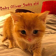 Oliver is registered to the contest to win money with this photo: kitten, cat, orange_cat, bed, blanket, pillow, indoor, close_up, young_animal, pet, feline, animal, fur, cute, small, sleeping_area, soft, domestic_animal, background, text_overlay