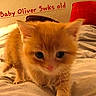 kitten, cat, orange_cat, bed, blanket, pillow, indoor, close_up, young_animal, pet, feline, animal, fur, cute, small, sleeping_area, soft, domestic_animal, background, text_overlay