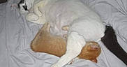 Oliver is registered to the contest to win money with this photo: cat, cats, sleeping, cuddle, white_cat, orange_cat, bed, sheet, fur, pet, domestic_animal, animal, resting, indoor, cute, friendship, relaxing, paw, tail, cozy