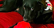 Hagen is registered to the contest to win money with this photo: animal, bed, black_dog, blanket, companion, cozy, cute, dog, fabric, home, indoor, looking, lying_down, paw_prints, pet, playful, plush_toy, red_toy, resting, soft_toy