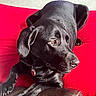 dog, black_dog, pet, lounge, red_blanket, brown_leather, indoor, resting, side_view, collar, animal, canine, fur, paw, relaxed, looking_away, cozy, portrait, household, companion