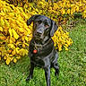 dog, labrador, black_dog, pet, animal, outdoor, grass, yellow_leaves, autumn, fall, nature, collar, tag, sitting, portrait, canine, fur, leaf, garden, bright