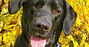 Hagen joined the competition — help win amazing prizes! dog, black_lab, labrador, pet, animal, tongue_out, collar, autumn, fall, yellow_leaves, outdoor, grass, nature, cute, friendly, canine, portrait, sunlight, happy, ears