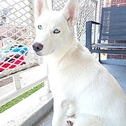 Sammy joined the competition — help win amazing prizes! dog, white_dog, blue_eyes, pet, animal, balcony, fence, outdoor, sitting, urban, chair, quiet, daylight, portrait, canine, fur, looking, calm, mesh_fence, side_view