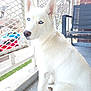 dog, white_dog, blue_eyes, pet, animal, balcony, fence, outdoor, sitting, urban, chair, quiet, daylight, portrait, canine, fur, looking, calm, mesh_fence, side_view