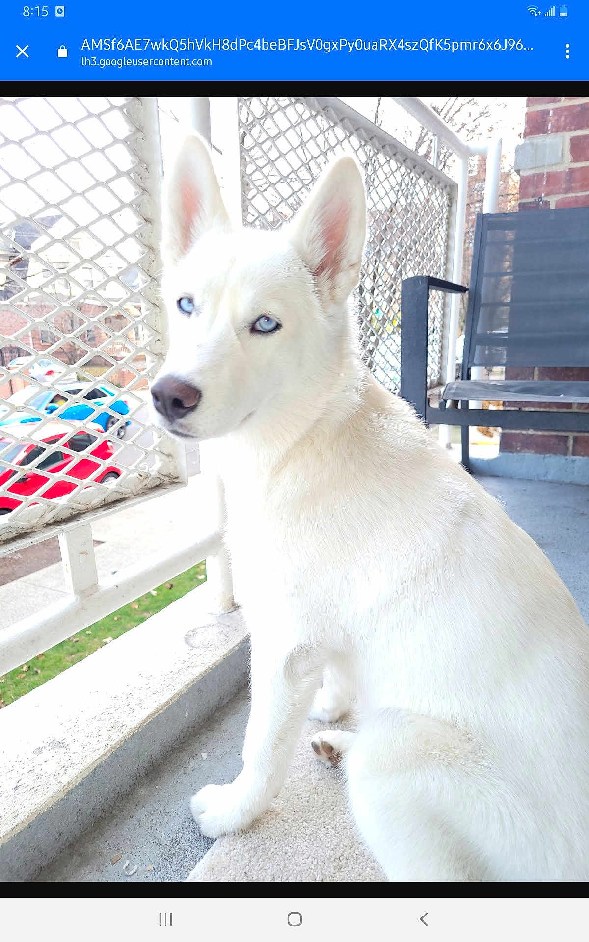 Sammy