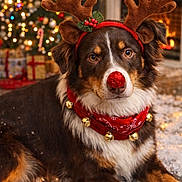 Enzo joined the competition — help win amazing prizes! dog, reindeer_costume, antlers, red_nose, bandana, bells, christmas_tree, presents, fireplace, holiday, snow, festive, indoors, decorations, pet, brown_fur, white_fur, portrait, cozy, celebration