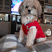 Lola joined the competition — help win amazing prizes! dog, small_dog, fluffy, red_jersey, blanket, living_room, furniture, television, shelf, decor, indoor, pet, cute, fur, animal, cozy, home, blurred_background, table, casual